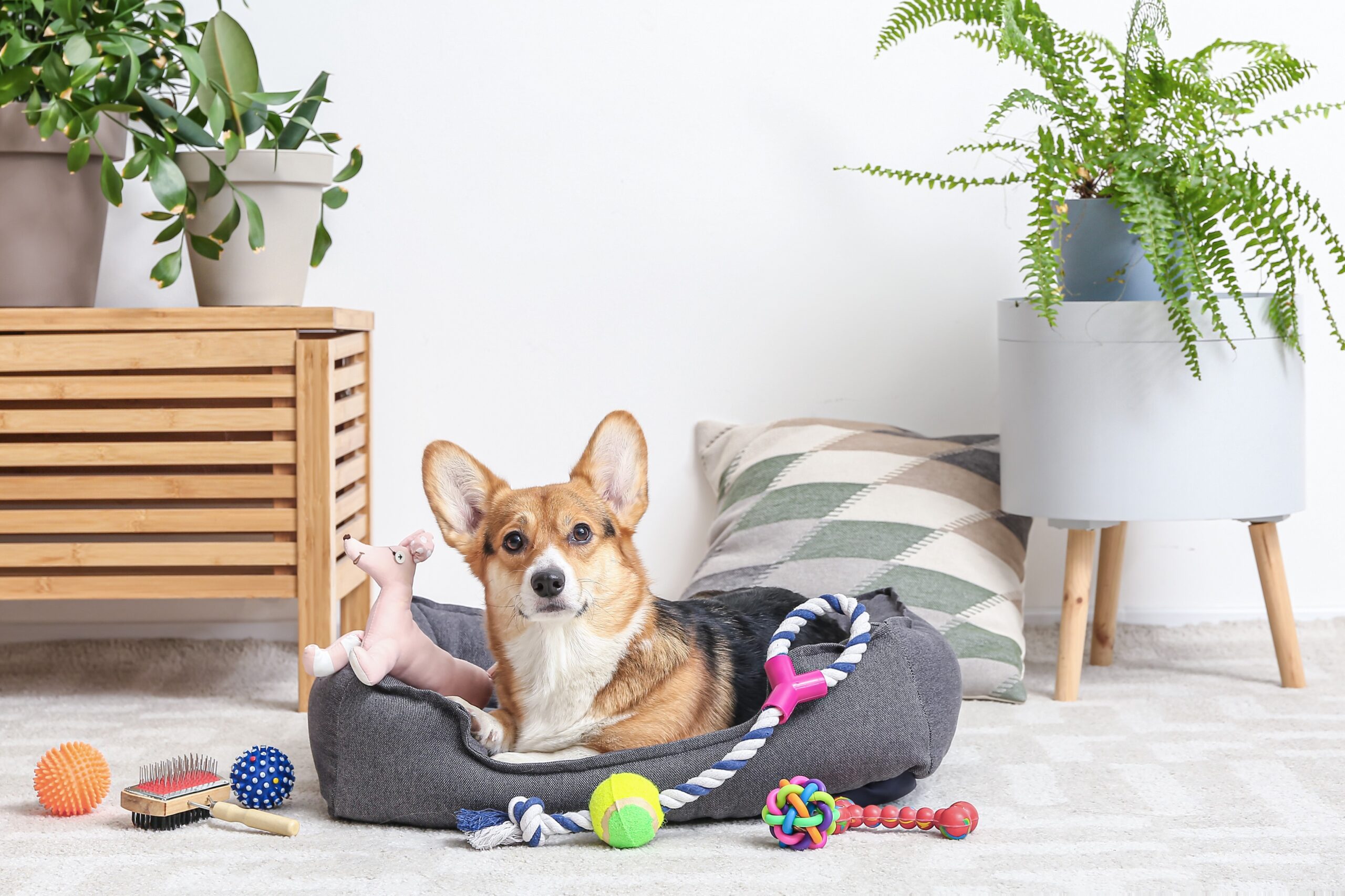 Cute,Dog,With,Different,Pet,Accessories,At,Home cão em sua cama com brinquedos